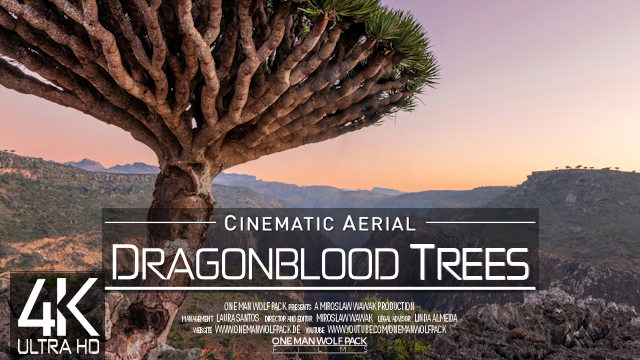 【4K】DRAGONBLOOD TREES Central Socotra from Above | YEMEN 2025 | Cinematic Wolf Aerial™ Drone Film